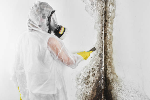 Cape Coral, FL Mold Removal Company