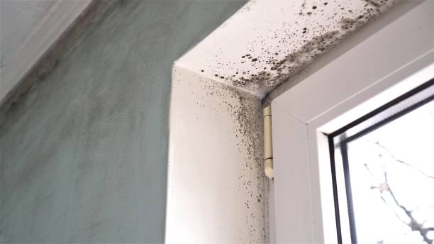 Best Toxic Mold Removal  in Cape Coral, FL