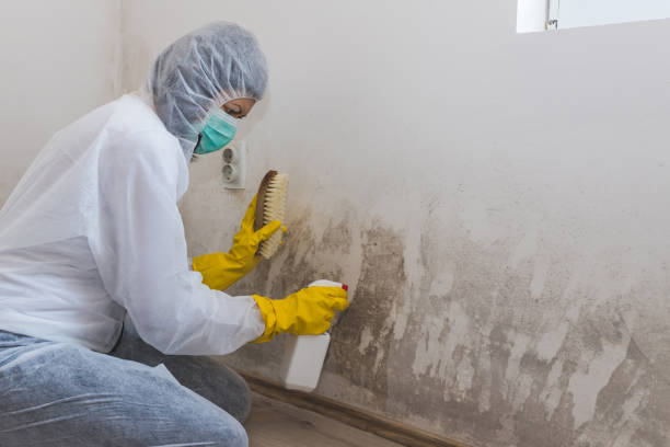 Best Mold Damage Repair  in Cape Coral, FL