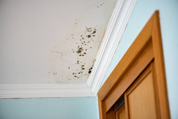 Certified Mold Removal in Cape Coral, FL
