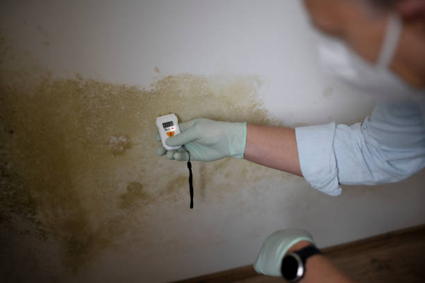 Best Mold Removal and Inspection  in Cape Coral, FL