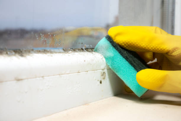 Best Mold Damage Repair  in Cape Coral, FL