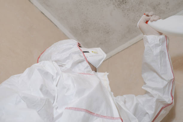 Best Attic Mold Removal  in Cape Coral, FL
