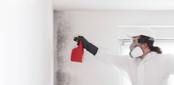 Best Attic Mold Removal  in Cape Coral, FL
