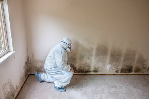 Best Crawl Space Mold Removal  in Cape Coral, FL