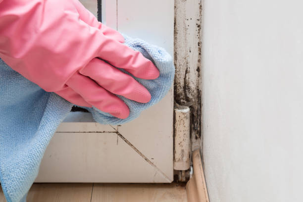 Best Office Mold Removal Services  in Cape Coral, FL