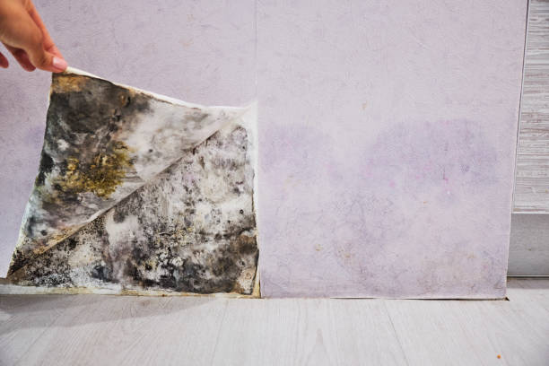 Best Commercial Mold Removal  in Cape Coral, FL